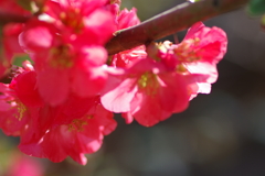 ひっそりと咲いていた木瓜の花