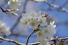 いつもの花見スポットで