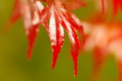 夫婦で紅葉狩り