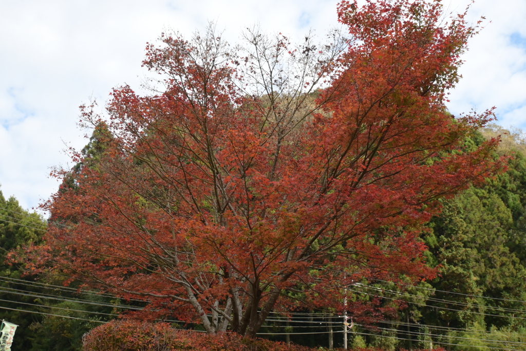 親子で紅葉狩り
