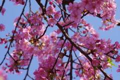 河津桜2021