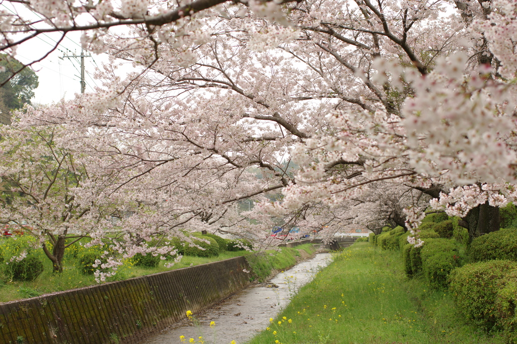 雨上がりお花見2021