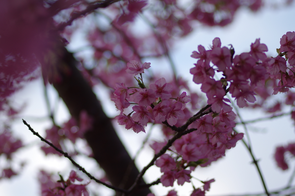 家族で河津桜