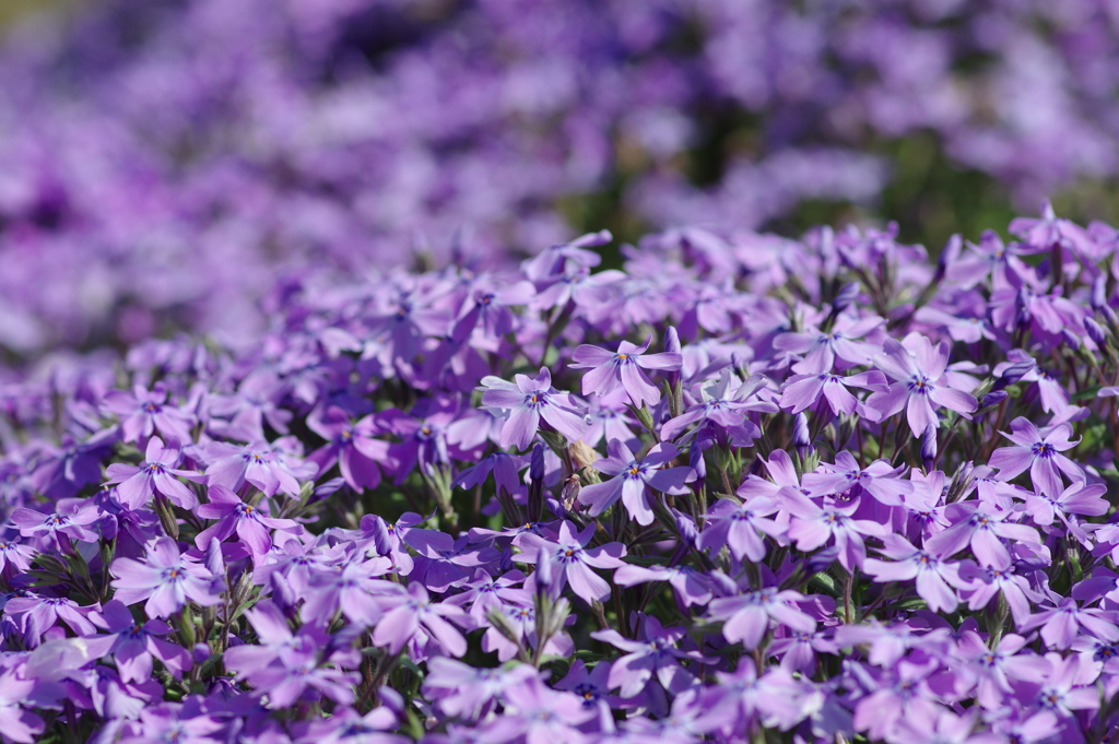 大道理の芝桜