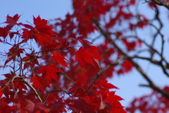 伊藤公記念公園の紅葉