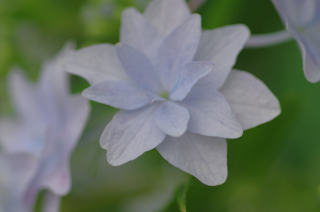 実家庭の紫陽花