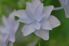 実家庭の紫陽花