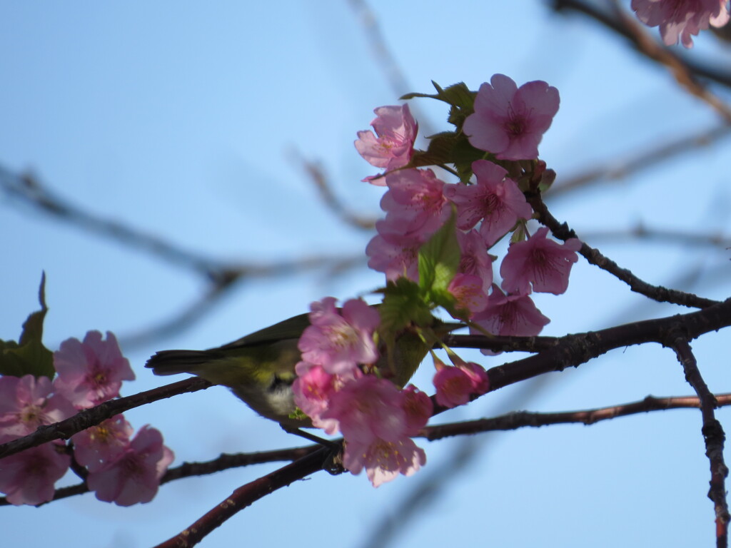 河津桜とメジロ