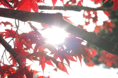 伊藤公記念公園の紅葉