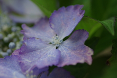 今更紫陽花