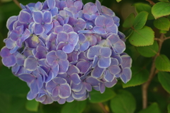 実家の紫陽花