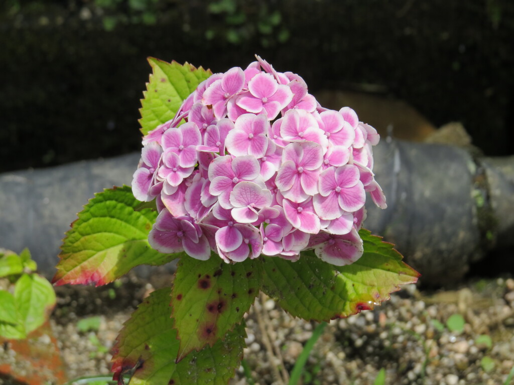 果子乃季 あじさい園 別感性から