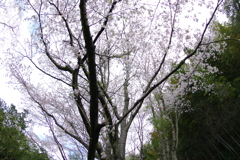 雨上がり一人でお花見