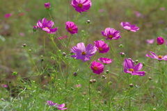 秋桜