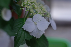 母の日に送った花