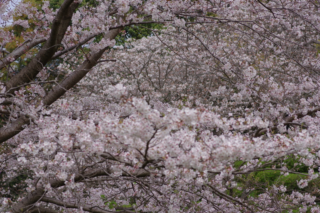 続花見は写真で
