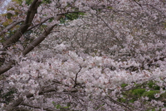 続花見は写真で