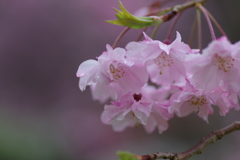 雨上がり一人でお花見