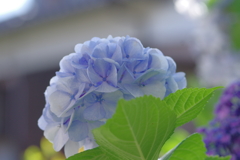 実家庭の紫陽花別日