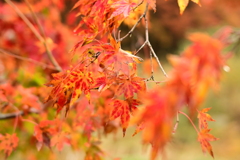 夫婦で紅葉狩り