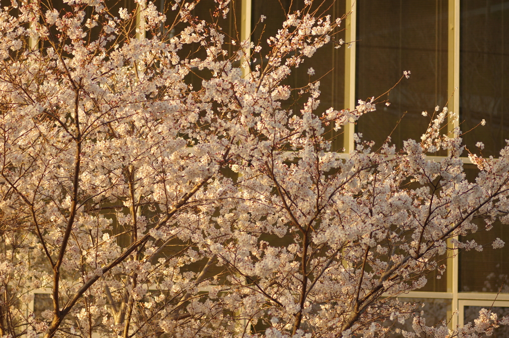夕暮れ花見