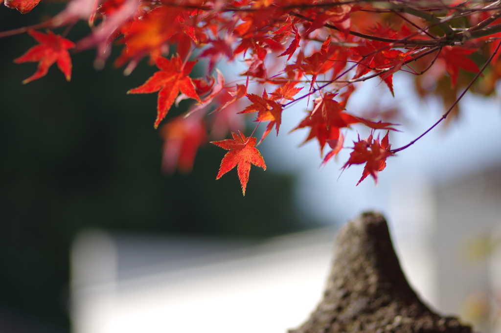 ようやく色づいた庭紅葉