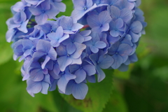 子供とあじさい園で
