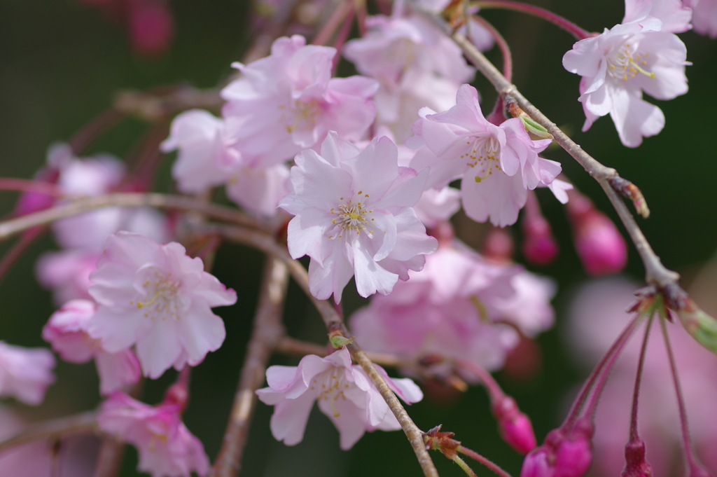 今年の桜は見頃が撮れず