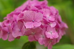 庭紫陽花