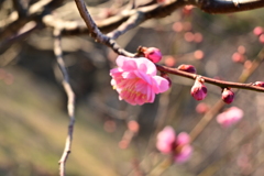 冠梅園