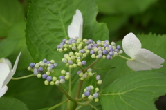 一眼持ってあじさい園へ