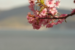 河津桜2020