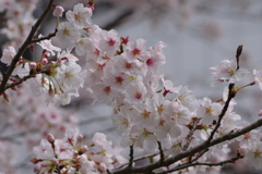 続花見は写真で