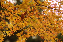 紅葉狩り2019