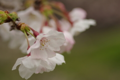 花見はカメラで
