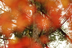 紅葉狩り２０２１