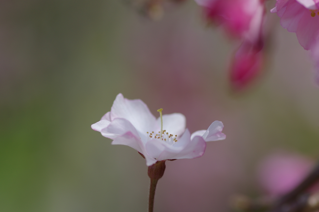 今年の桜は見頃が撮れず
