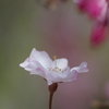 今年の桜は見頃が撮れず