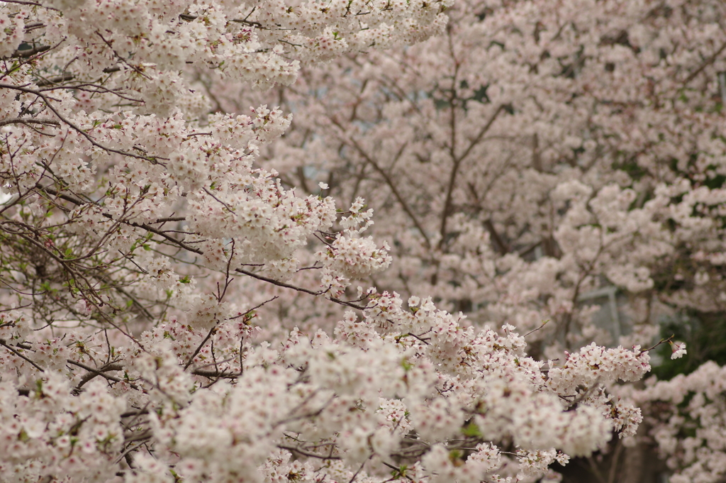 雨上がりお花見2021