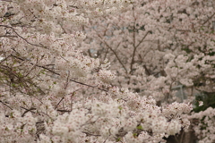 雨上がりお花見2021