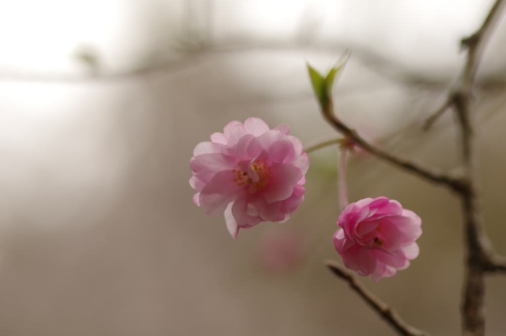 雨上がりお花見2021
