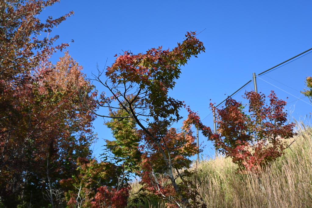 スポーツ公園内でウォーキング撮影