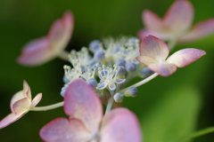 梅雨と紫陽花