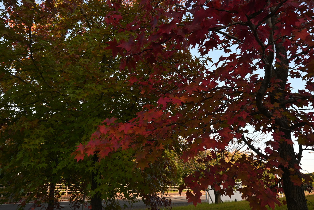 初めての一眼と紅葉W