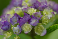 雨上がり紫陽花