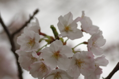 花見はカメラで