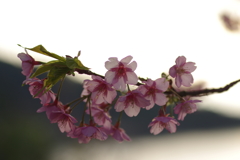 家族で河津桜