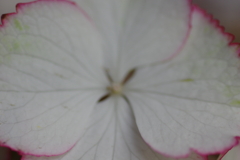 庭紫陽花