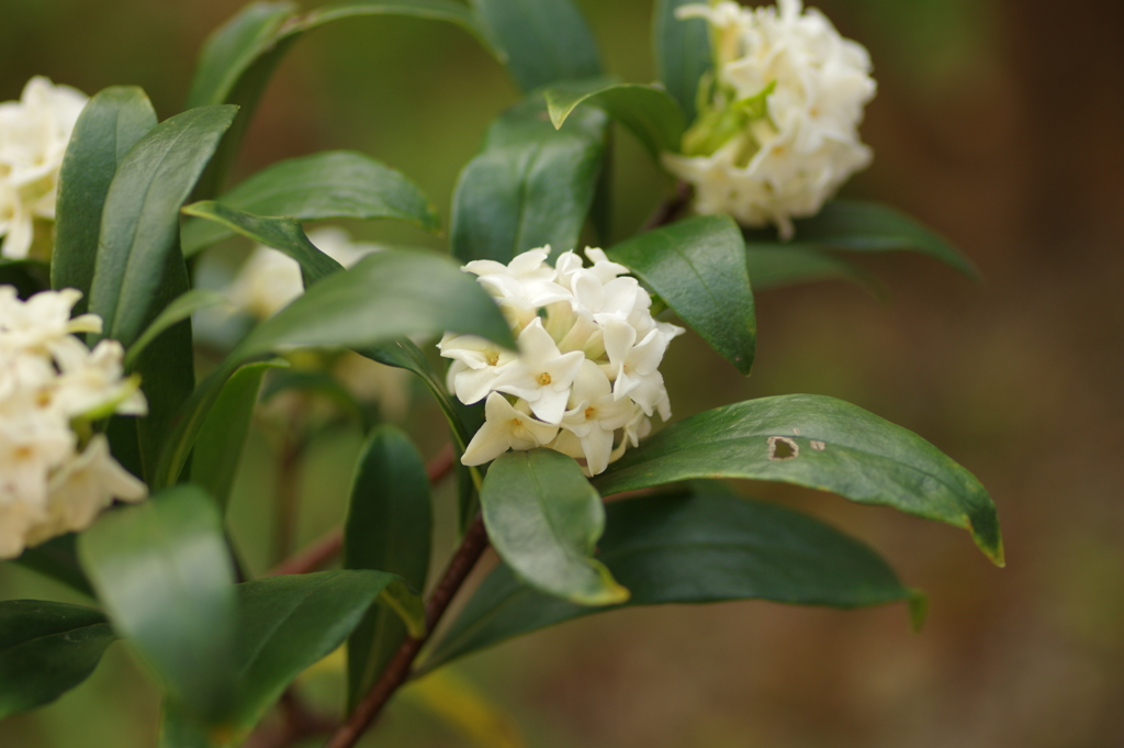沈丁花