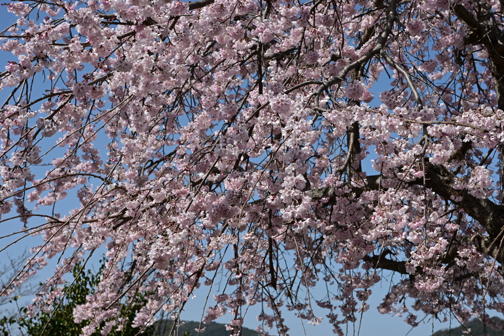 親子で花見散歩